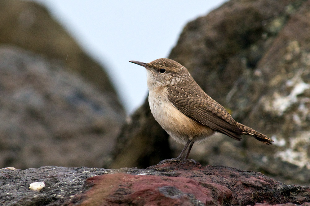 Rock Wren